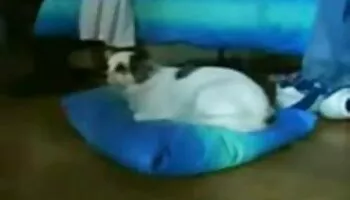 Lexie Banderas se folla la enorme polla blanca de pawnmans